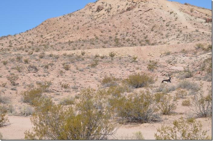 The LV&T grade is climbing steeply to the right of NV 374 leaving Beatty. Yes, those are two wild burros. They can pose as much of a problem to motorists there as deer do in the east. They are descendants of those that worked around the mines in the century past.