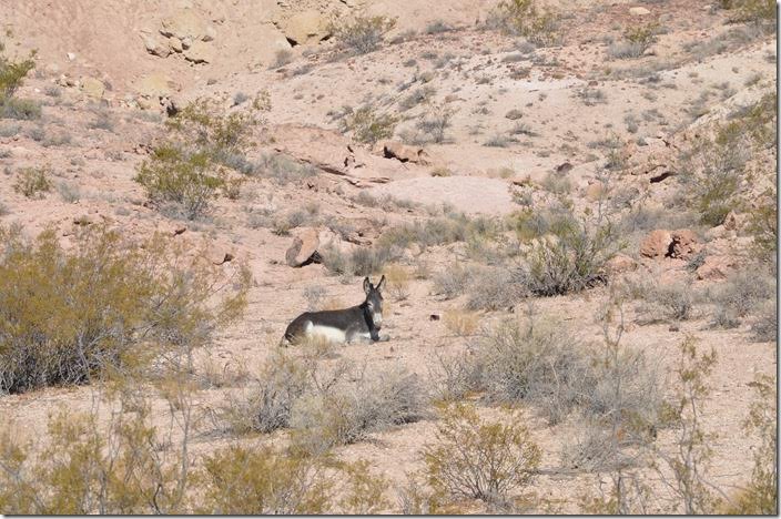 Lone burro near Beatty NV.